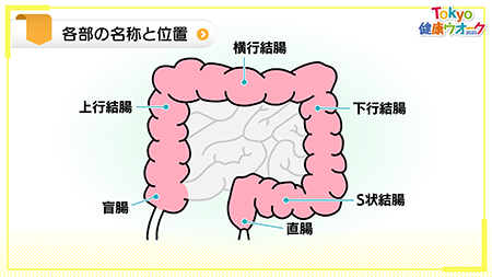 大腸の各部の名称と位置の画像