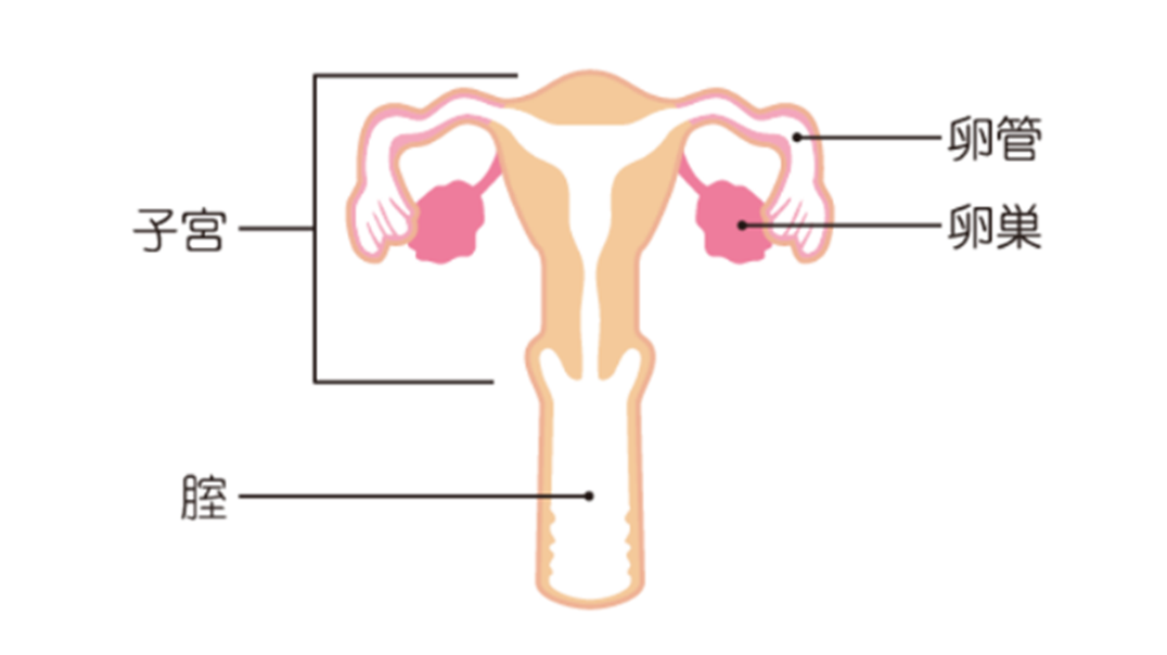 女性の生殖器の解剖図。中央に子宮、そこから左右に伸びる卵管、その先端にある卵巣、そして子宮の下につながる膣が示されています。