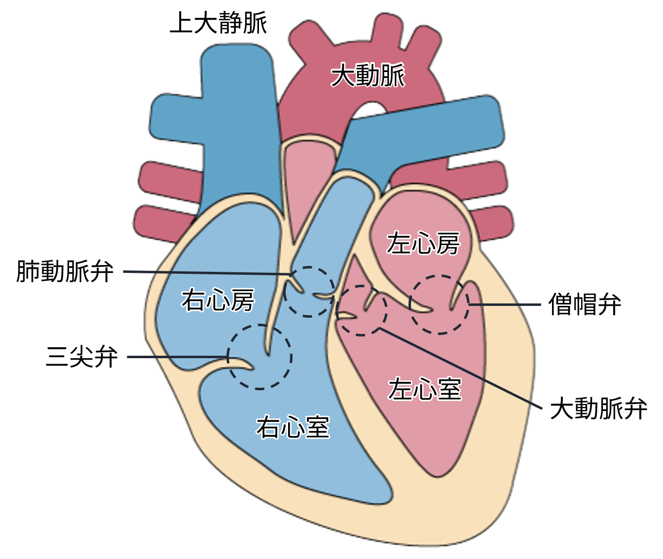 心臓のイメージ図
