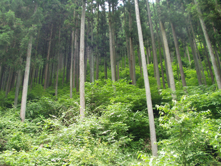 間伐後、植生の回復した森林