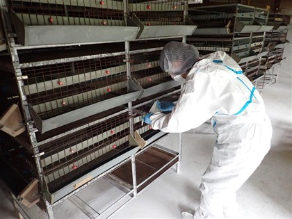 鶏舎内の拭き取り検査の様子