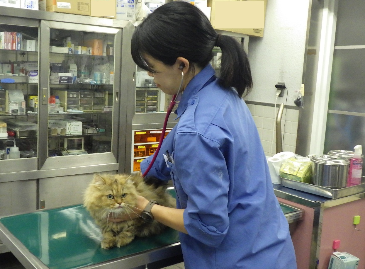 収容動物の診察の様子