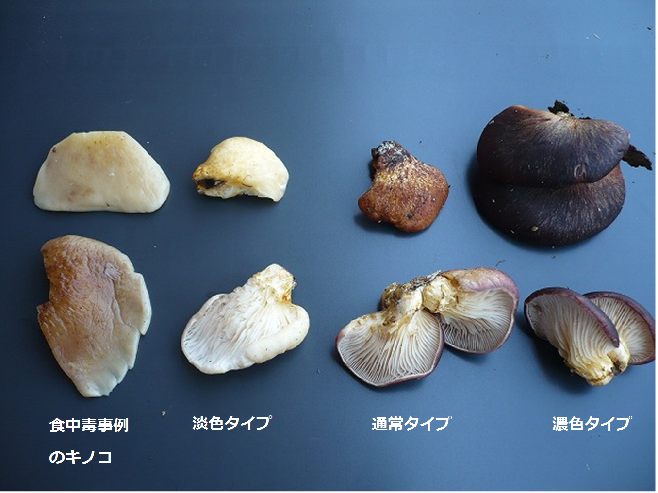 ツキヨタケのカサの色